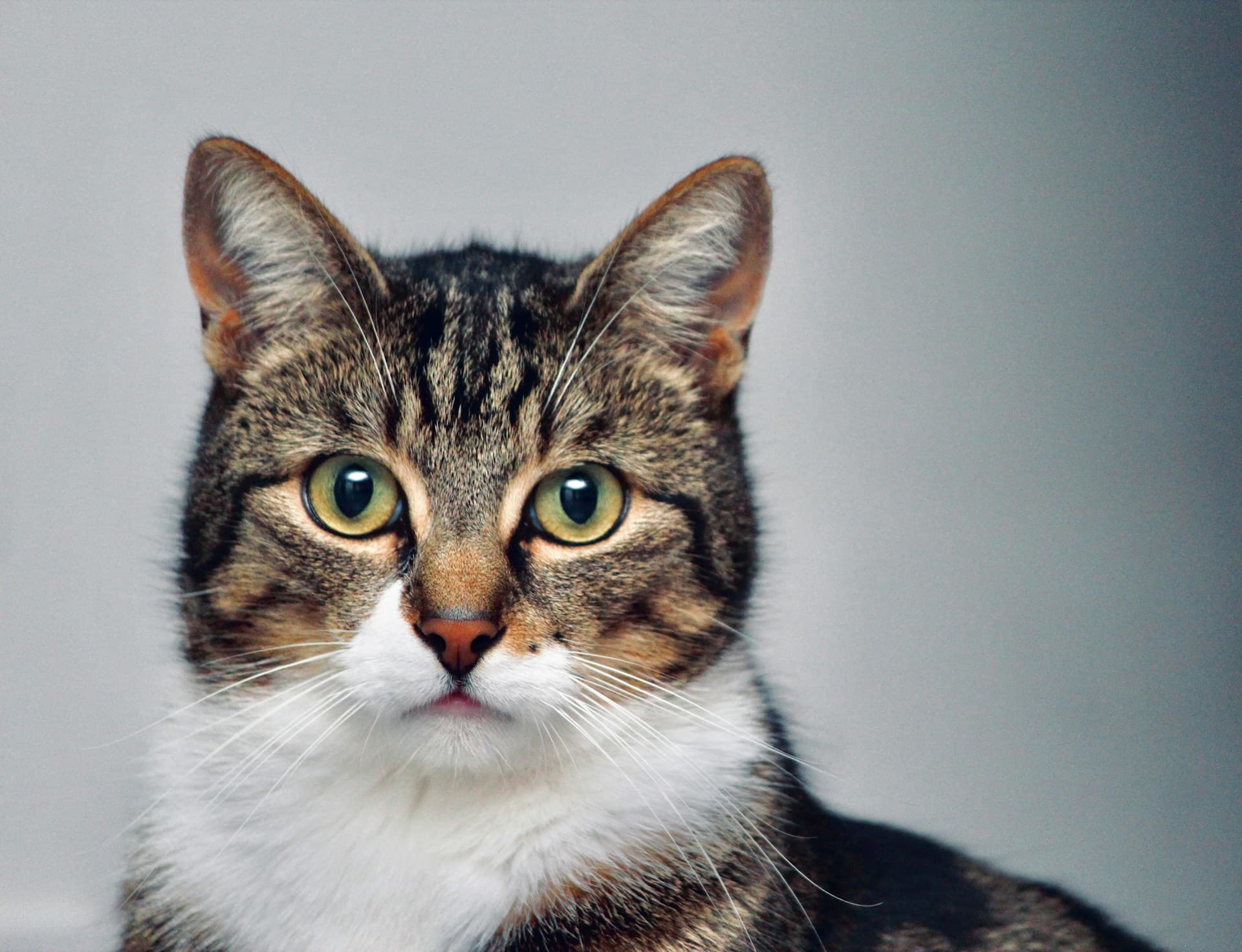 Efterlys din katt